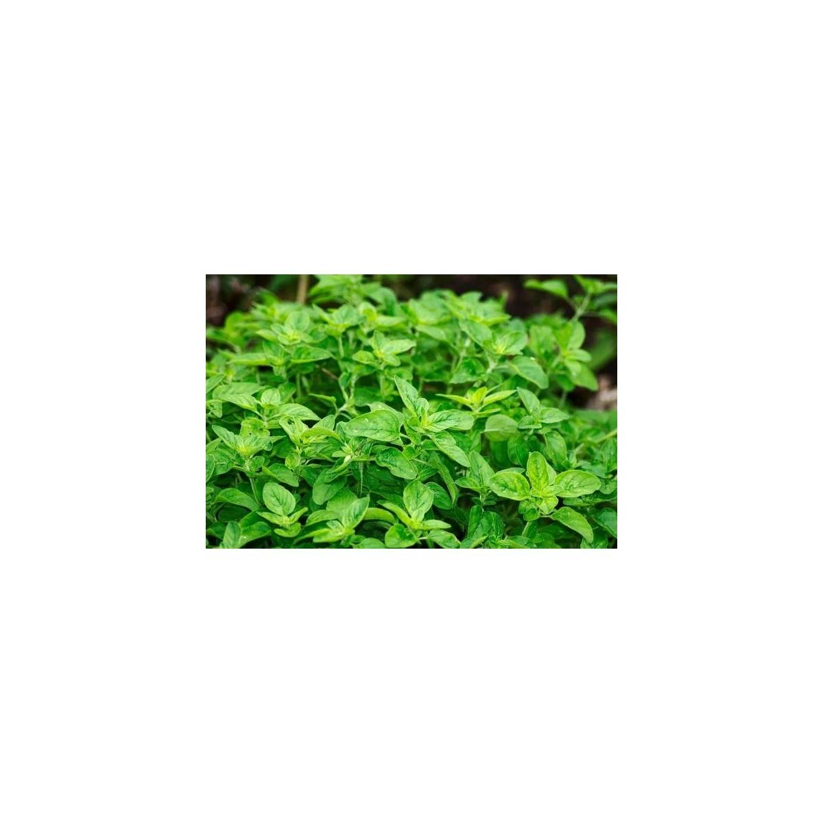 Secret Vert - Terreau Bio-Actif  UAB - Secret Vert - Sac de 40L - Image 2
