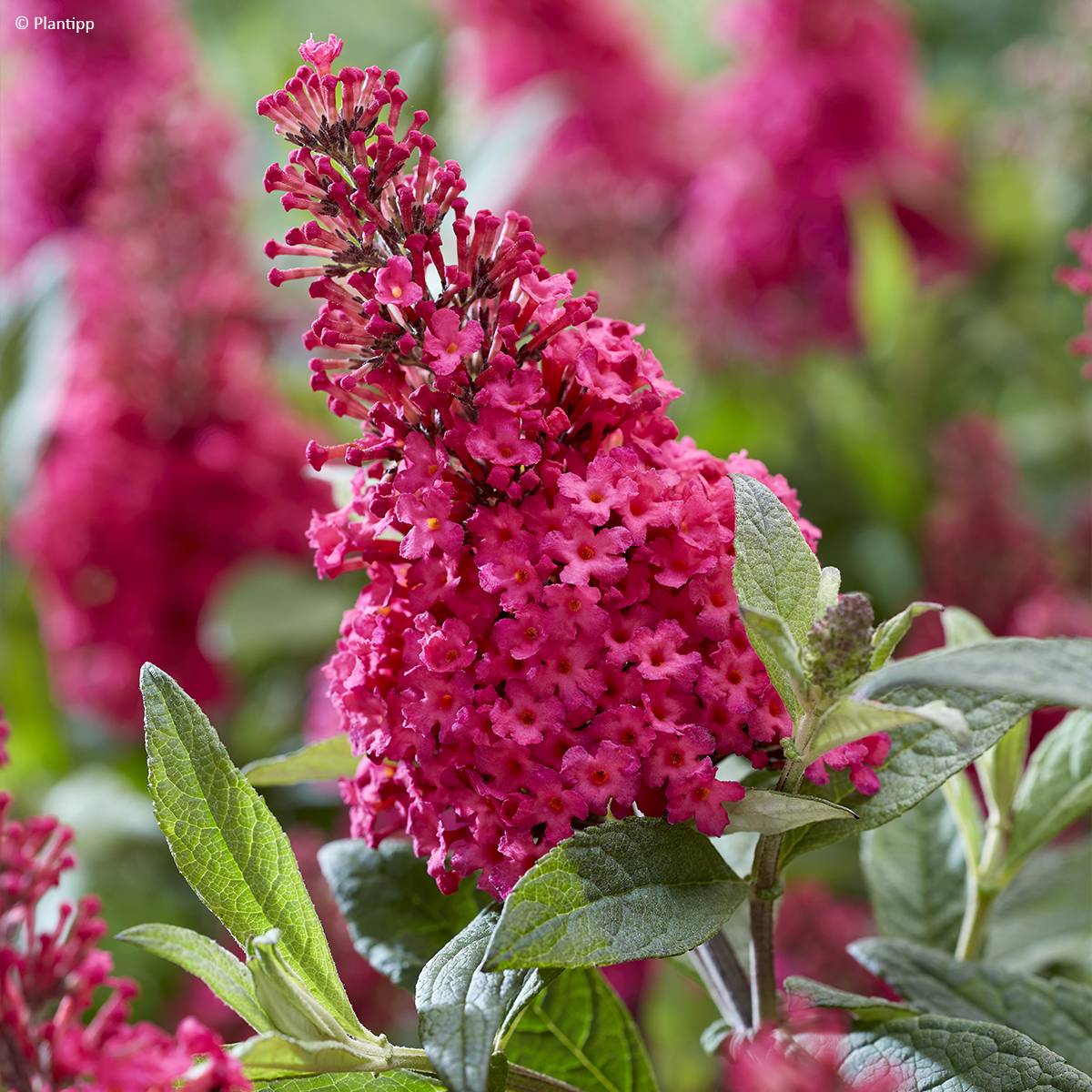 Promesse de Fleurs - Buddleja davidii Butterfly Candy Little Ruby - Arbre aux papillons nain Pot de 3L/4L - Image 1