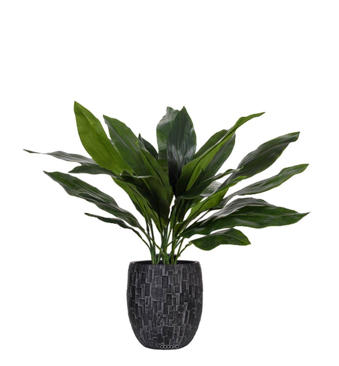 Artificielles - Aspidistra artificiel en pot, feuillage dense, H 75 cm, D 71 cm - Image 2