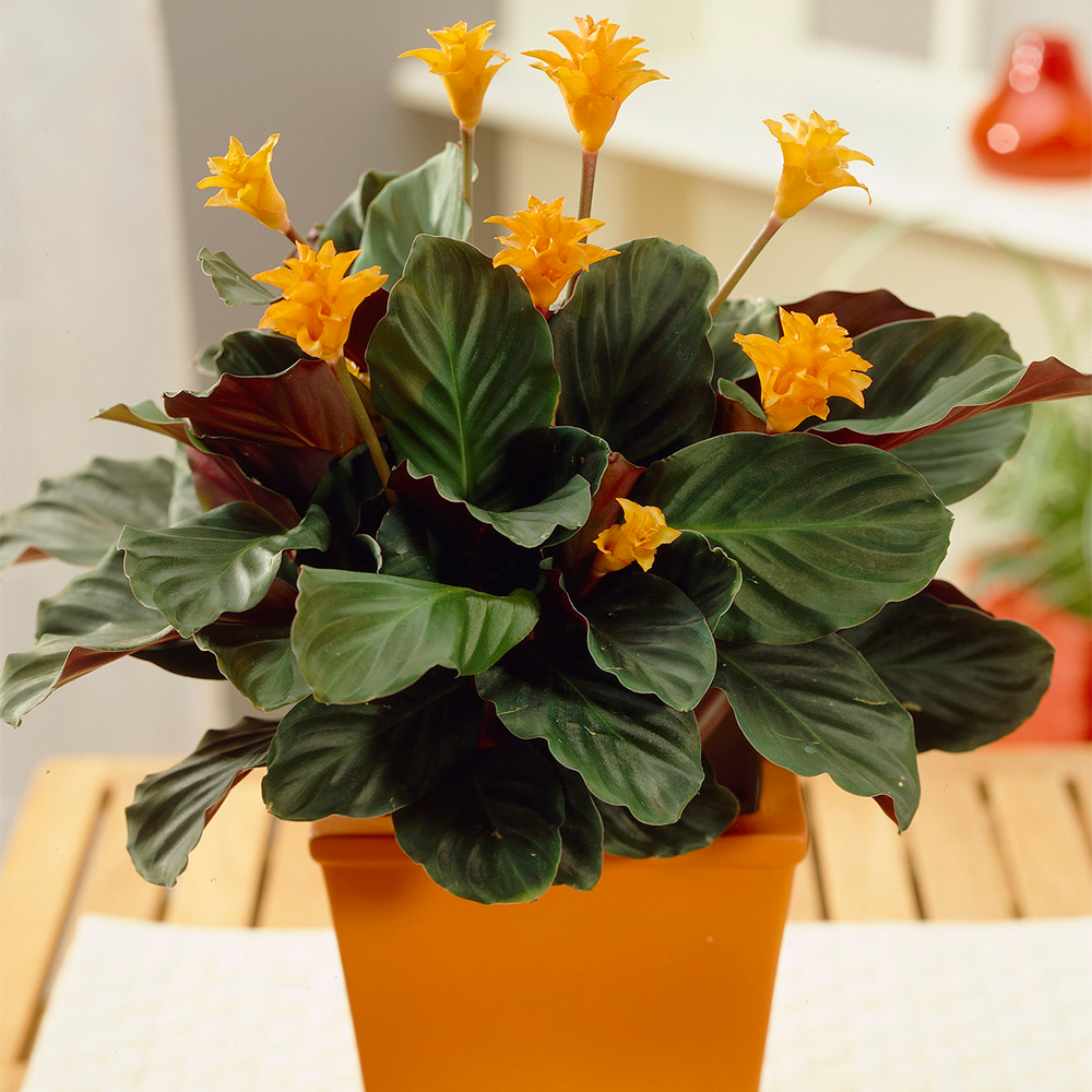 Gardenersdream - Plante D'Intérieur Calathea Crocata – Sublime Calathéa Safrané En Pot De 14 Cm - GardenersDream - Image 1
