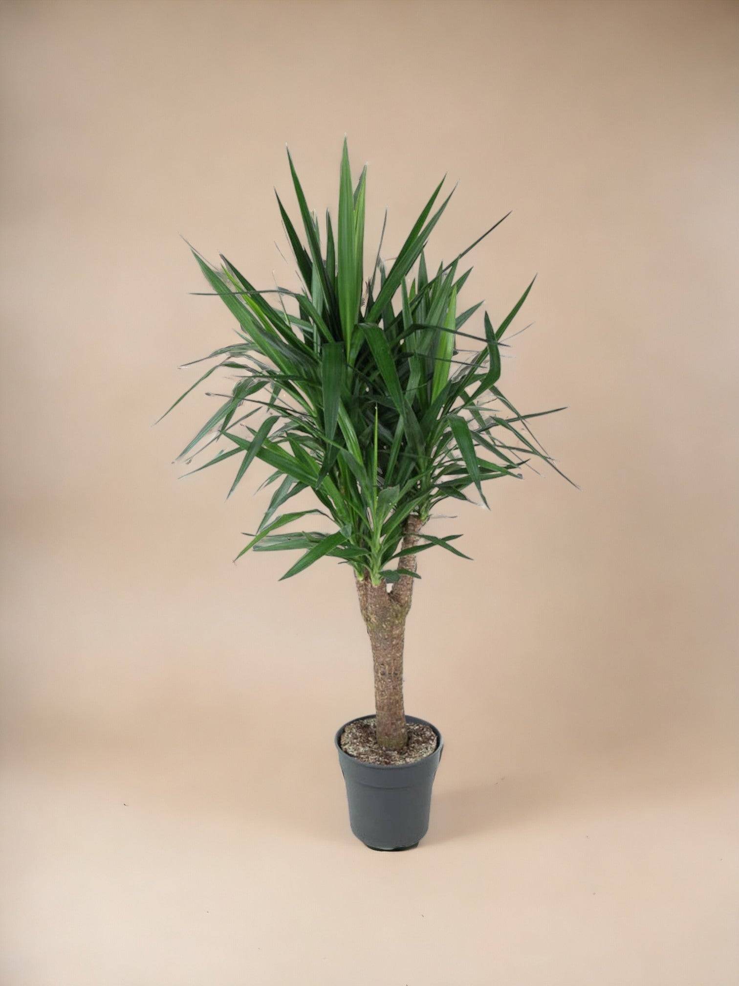 La Green Touch - Dracaena draco 140cm - Plante d'intérieur- La Green Touch - Image 2