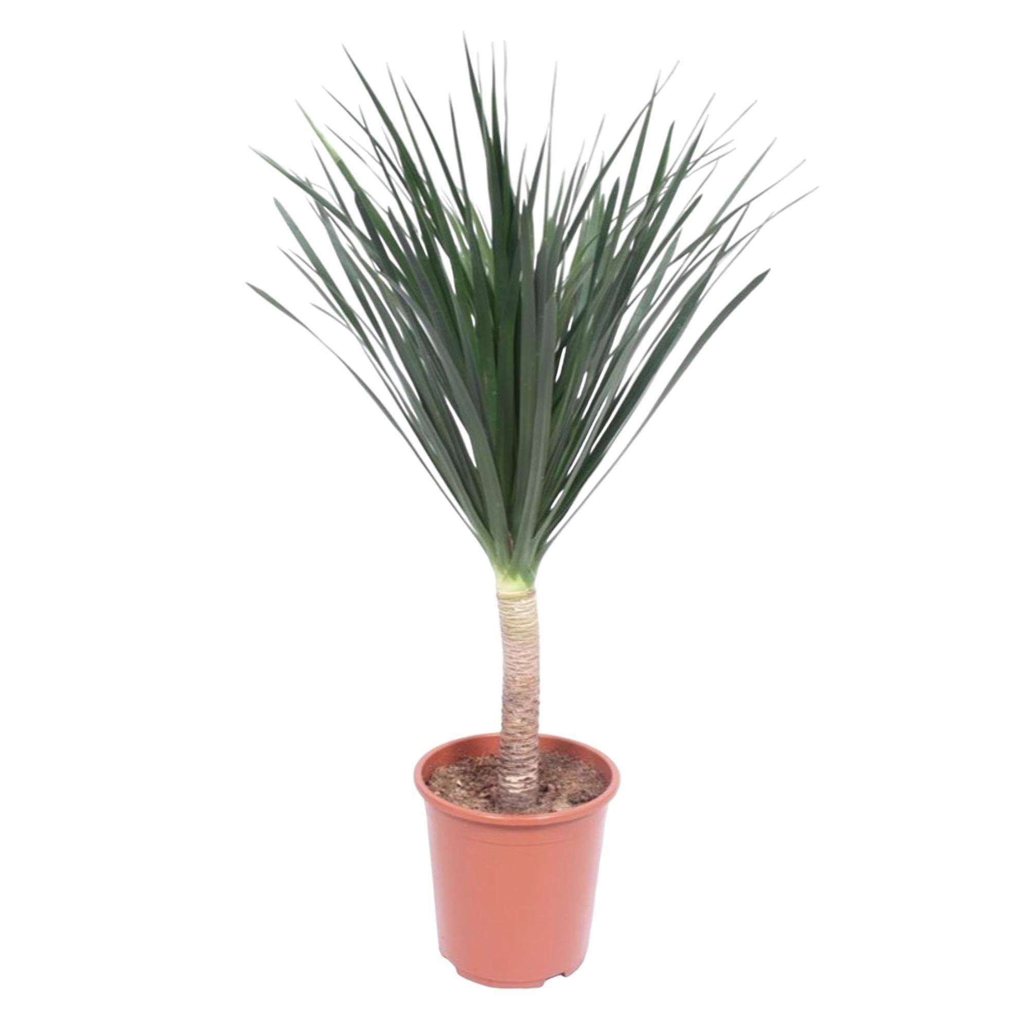 La Green Touch - Dracaena draco 140cm - Plante d'intérieur- La Green Touch - Image 1