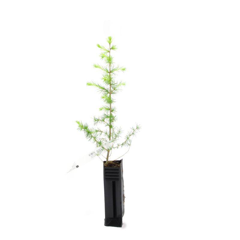 Mélèze hybride (Larix eurolepis) - Godet - Taille 20/40cm - Pépinières Naudet