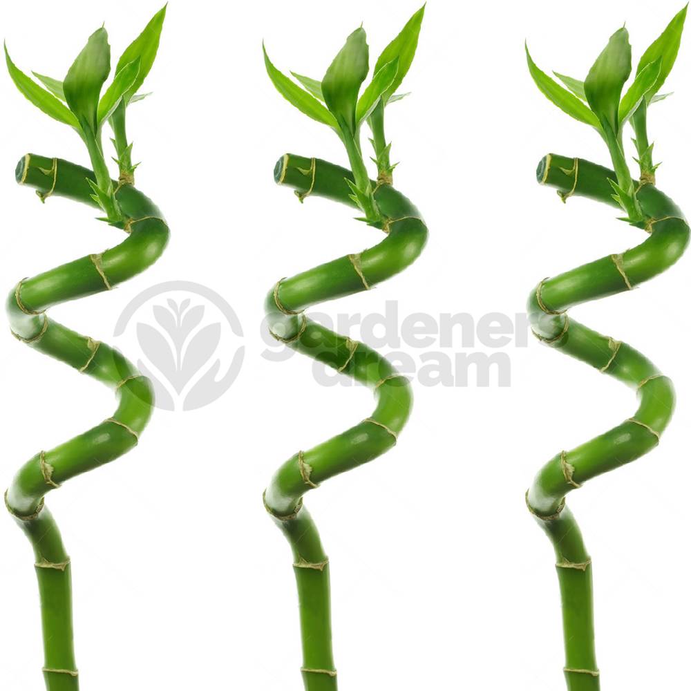 Gardenersdream - Lucky Bambou 40 Cm - 3 Tiges Spiralées - Plante D'Intérieur En Pot Rebord De Fenêtre - GardenersDream - Image 2
