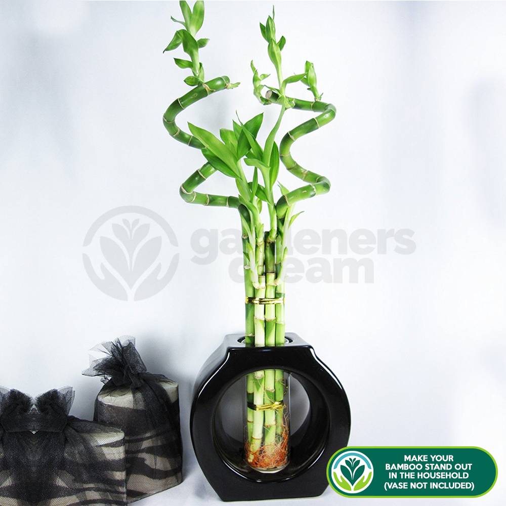 Gardenersdream - Lucky Bambou 40 Cm - 3 Tiges Spiralées - Plante D'Intérieur En Pot Rebord De Fenêtre - GardenersDream - Image 3