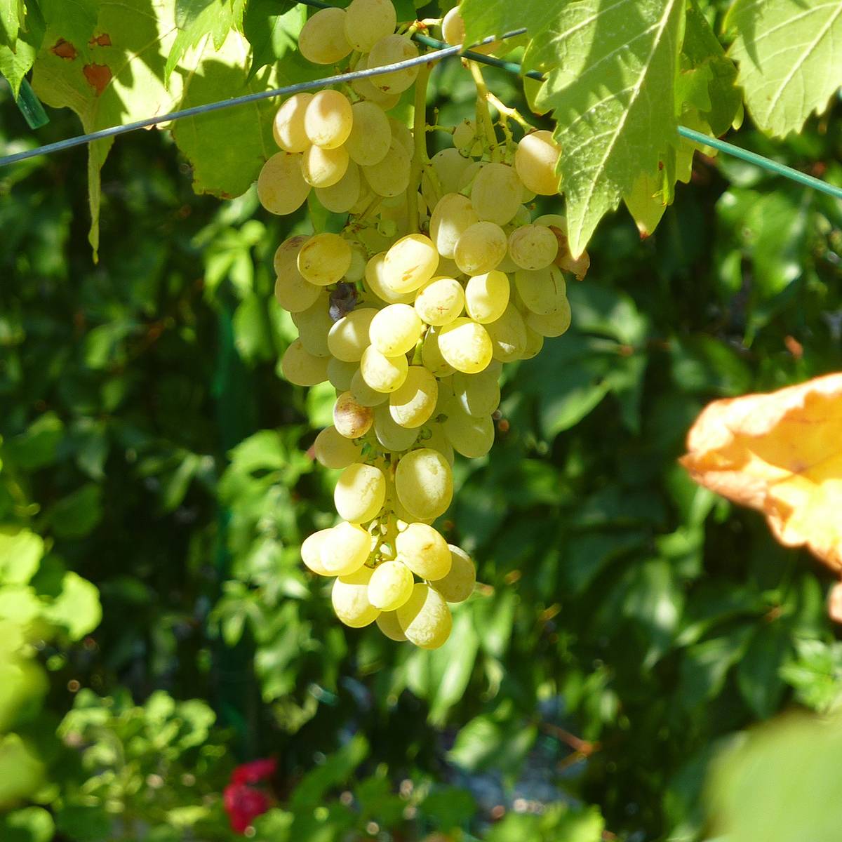 Vigne de table Corniola - Vitis vinifera Pot de 1,5L/2L