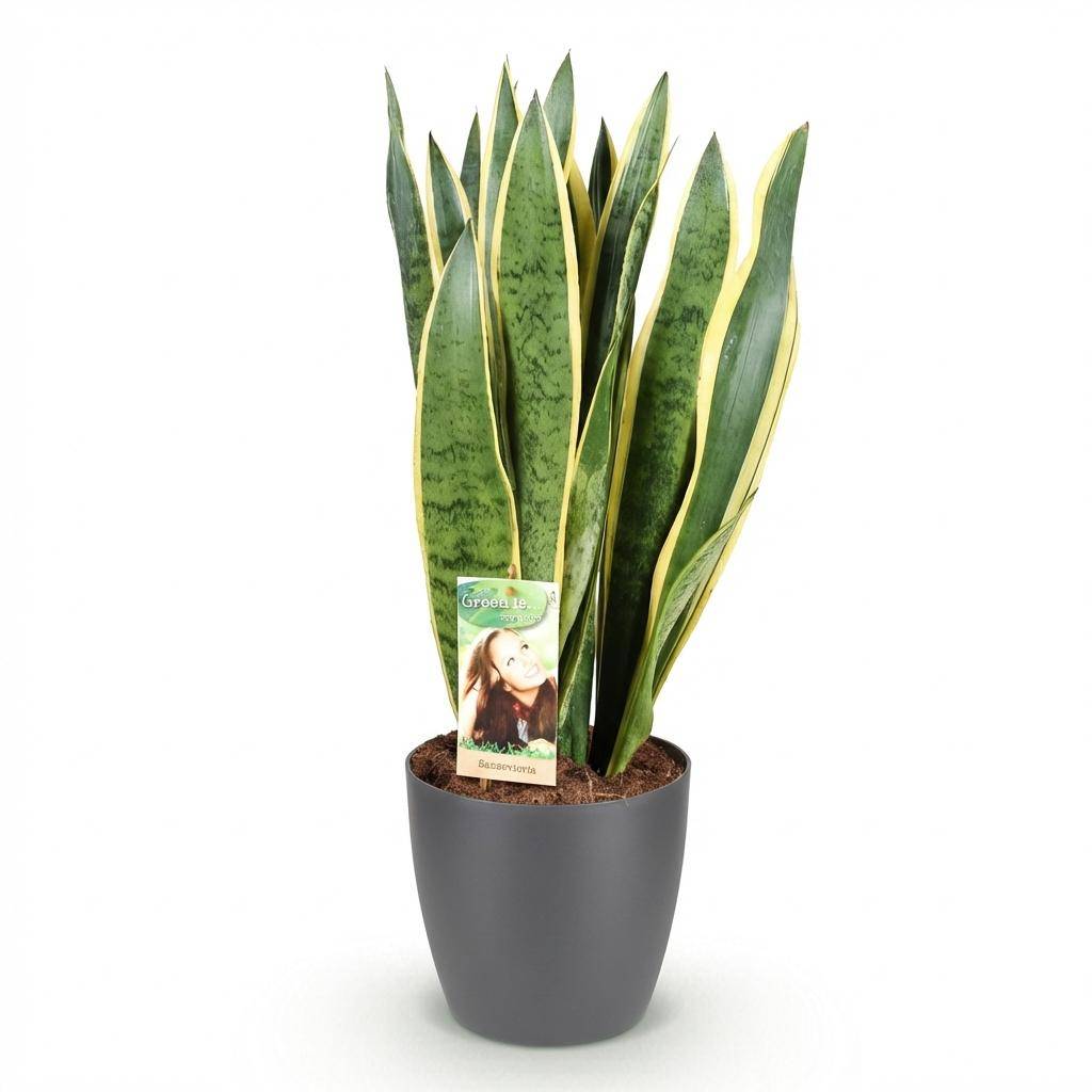 Sansevieria Laurentii - Pot de 21cm - Gris - Plantes d'intérieur - Image 2