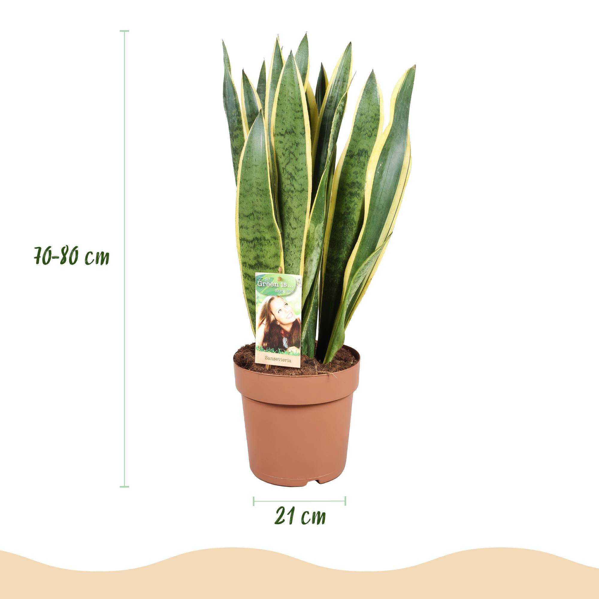 Sansevieria Laurentii - Pot de 21cm - Gris - Plantes d'intérieur - Image 3