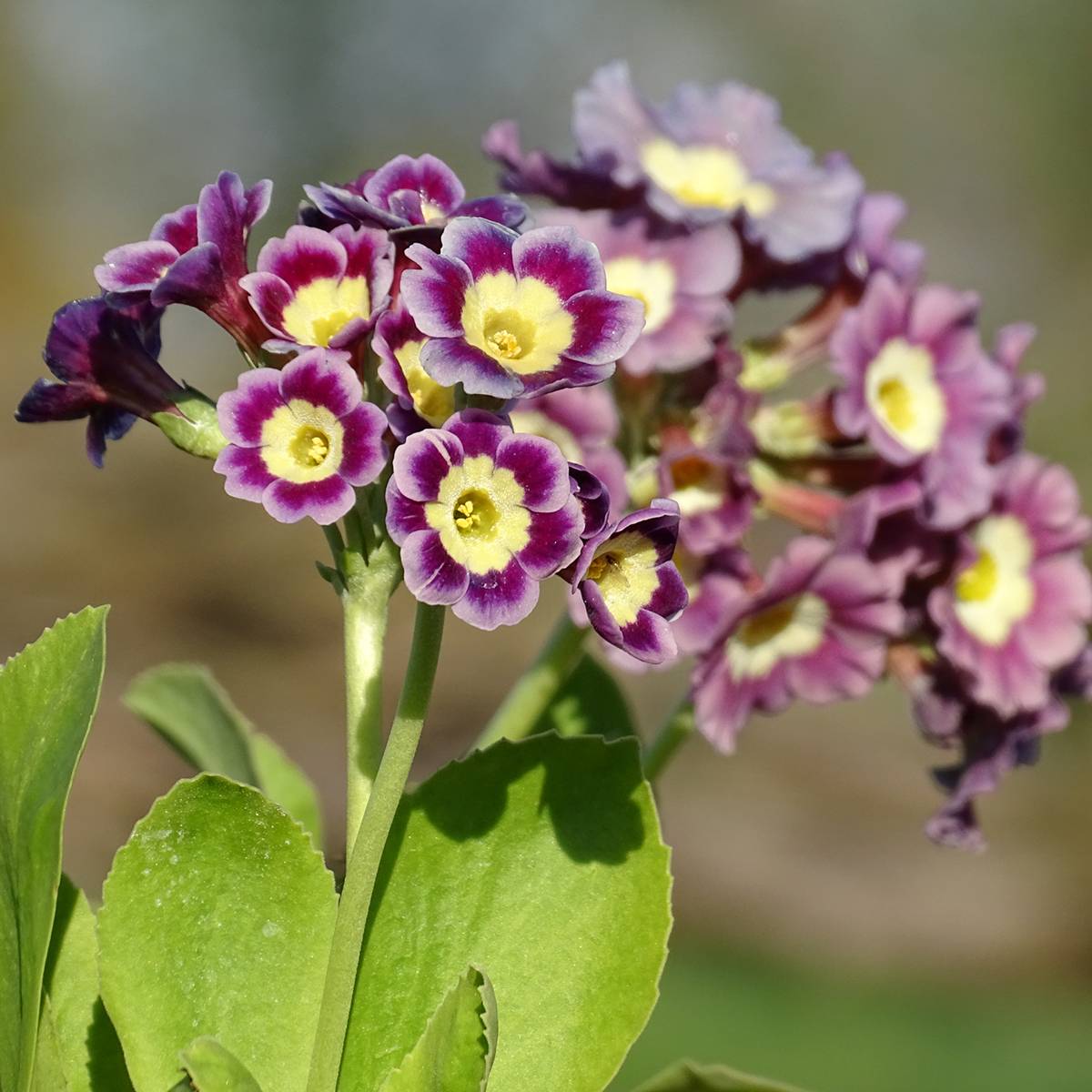 Auricule des jardins - Primula x pubescens  Godet de 8/9 cm