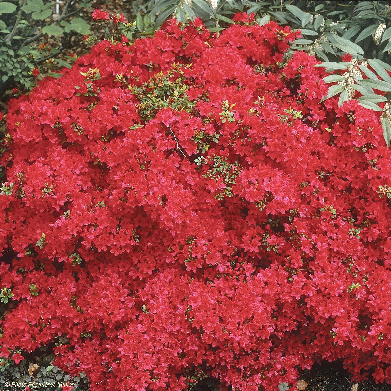 Promesse de Fleurs - Azalée du Japon Hino-Crimson - Rhododendron hybride Pot de 2L/3L - Image 1
