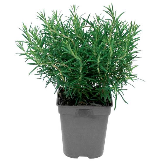 Romarin pot de 1L - Image 1