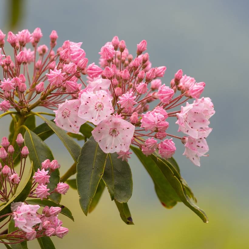 Promesse de Fleurs - Kalmia latifolia Olympic Fire - Laurier des montagnes  rose vif et blanc Pot de 3L/4L