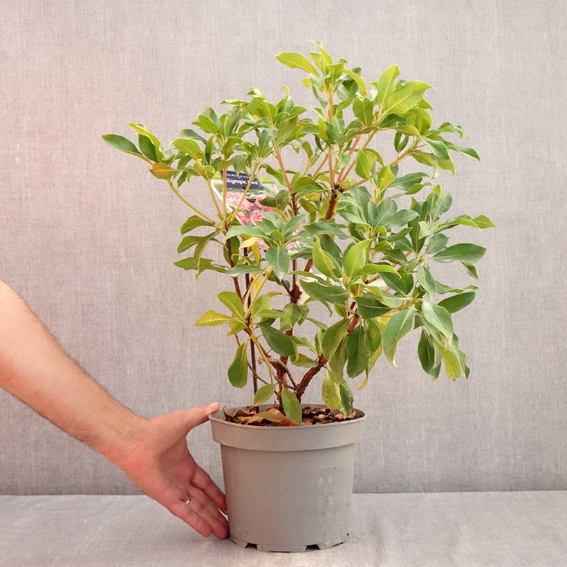 Kalmia latifolia Olympic Fire - Laurier des montagnes rose vif et blanc Pot de 3L/4L - Image 2