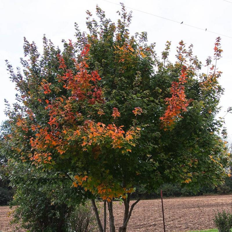 Érable rouge, Acer rubrum - Pot de 7,5L - 80/100 cm - Image 1