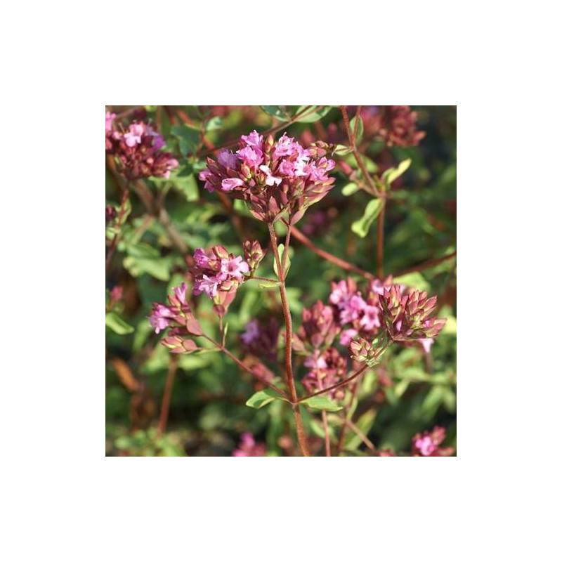 Origan Hopley's à fleurs Rose - feuillage Caduc - Godet - 5/20 cm-  hauteur à maturité De 0,15 m à 0,50 m