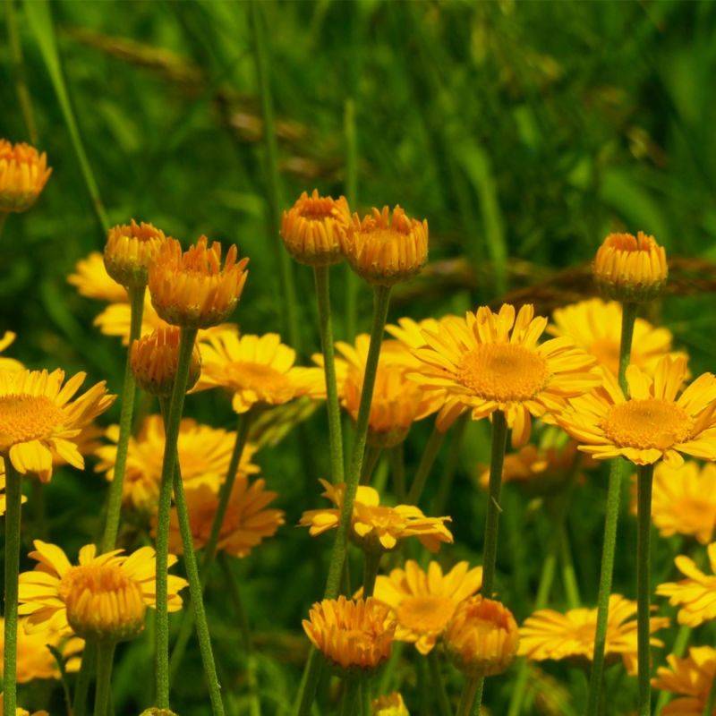 3 Anthemis Hybrida 'Kelwayi' - Lot de 3 vivaces - Pépinières Naudet - Image 1