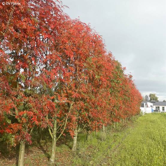 Promesse de Fleurs - Sorbier - Sorbus commixta Dodong (Olympic Flame) Pot de 7,5L/10L, Baliveau - Image 1