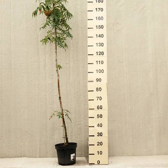 Promesse de Fleurs - Sorbier - Sorbus commixta Dodong (Olympic Flame) Pot de 7,5L/10L, Baliveau - Image 2