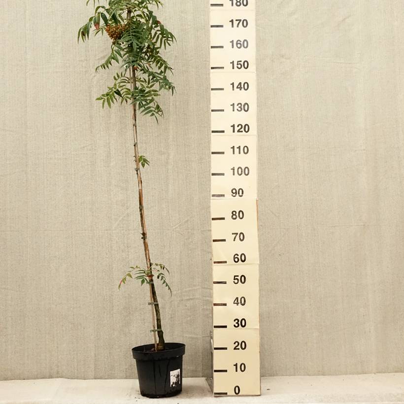 Promesse de Fleurs - Sorbier - Sorbus commixta Dodong (Olympic Flame) Pot de 7,5L/10L, Baliveau - Image 2