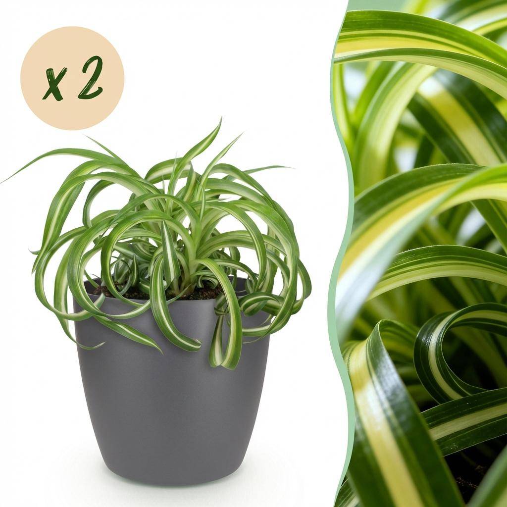 Chlorophytum comosum Bonnie - Pet-friendly - Pot de 12cm - Hauteur 20cm - 2 plantes - Gris - Plantes d'intérieur - Image 1