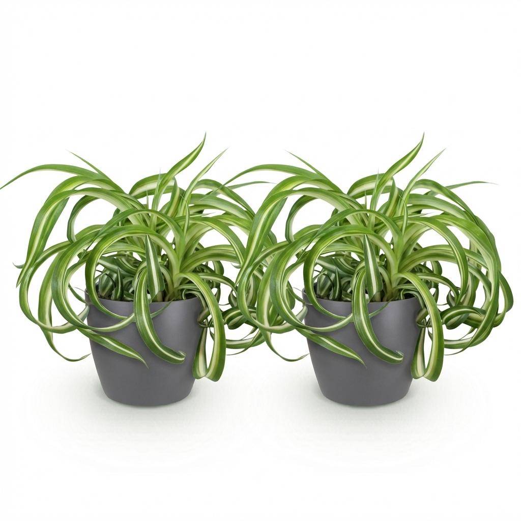 Chlorophytum comosum Bonnie - Pet-friendly - Pot de 12cm - Hauteur 20cm - 2 plantes - Gris - Plantes d'intérieur - Image 2