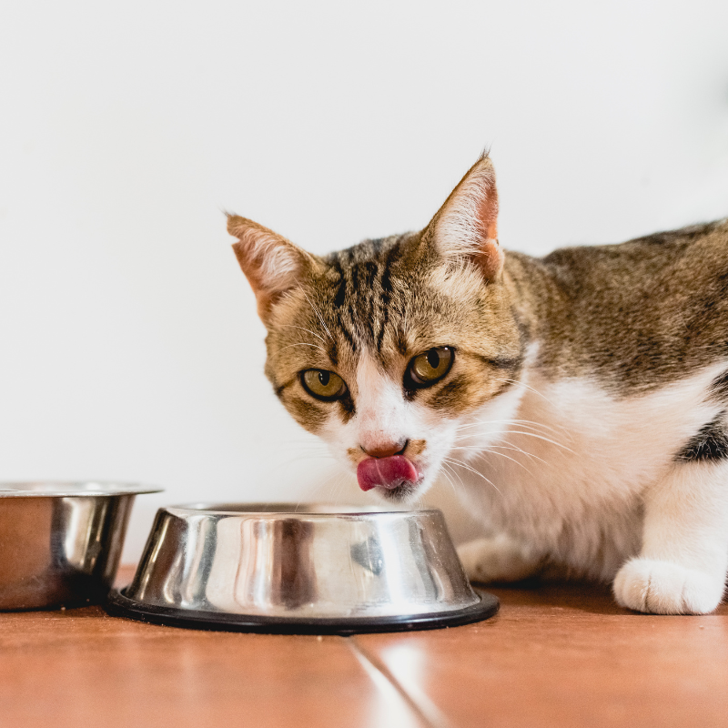 Equilibre & Instinct - Emincés Bio au Boeuf pour Chat - Image 2