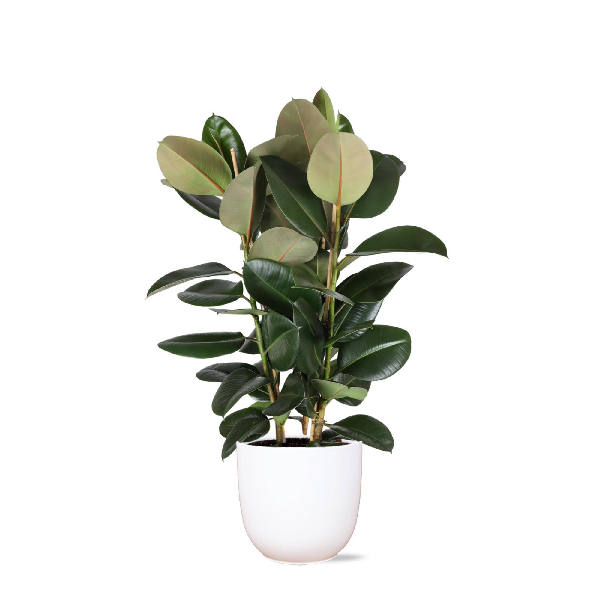 La Green Touch - Ficus Elastica Robusta et son pot- La Green Touch Blanc - Hauteur 115cm