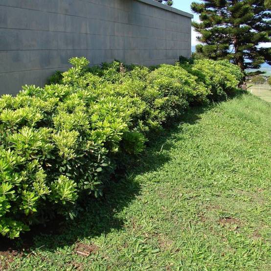 Pittosporum de Chine, Pittospore - Pot de 3L - 20/40 cm - Image 2