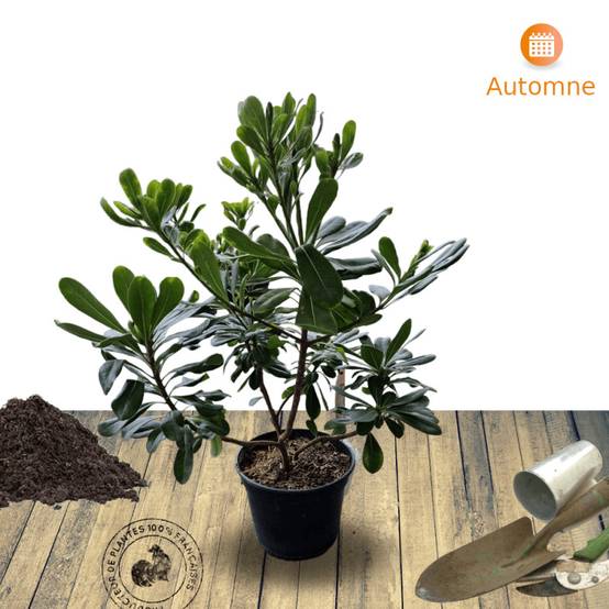 Pittosporum de Chine, Pittospore - Pot de 3L - 20/40 cm - Image 8