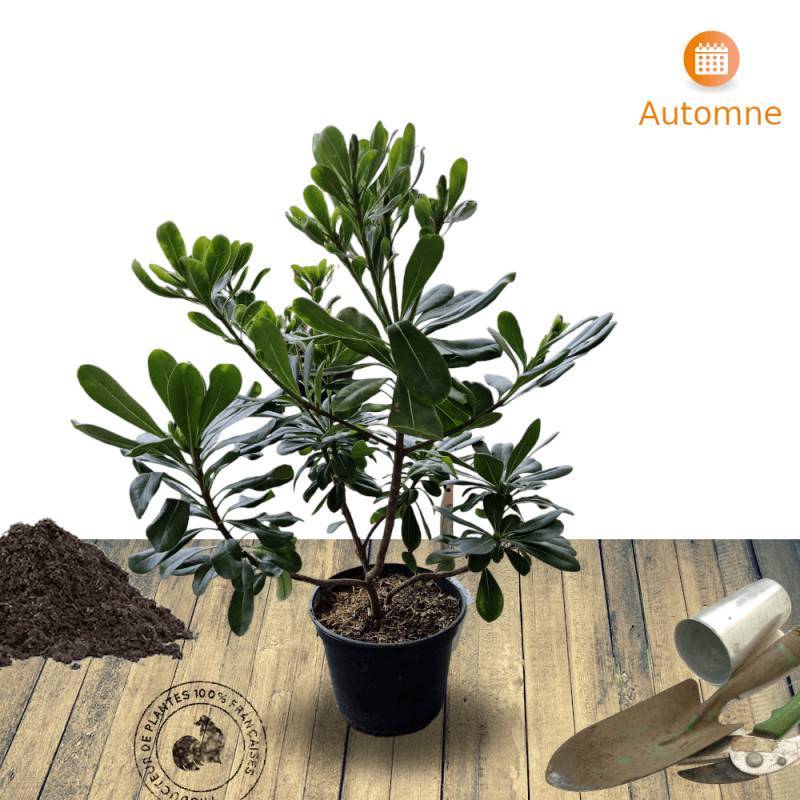 Pittosporum de Chine, Pittospore - Pot de 3L - 20/40 cm - Image 8