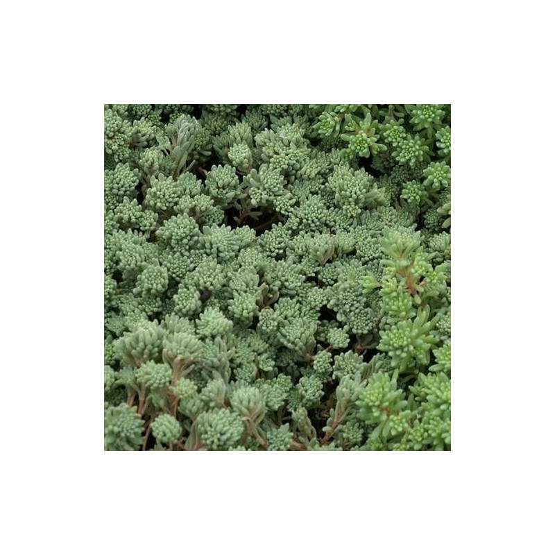 Orpin d'Espagne, Sedum à fleurs Blanche/ - feuillage Persistant - Godet - 5/20 cm - Image 5