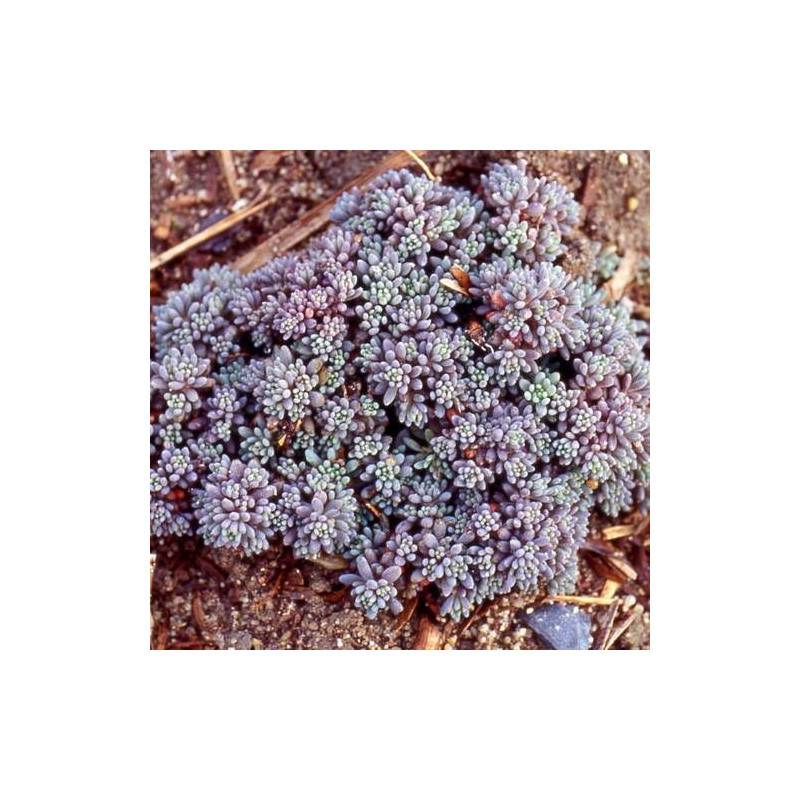 Orpin d'Espagne, Sedum à fleurs Blanche/ - feuillage Persistant - Godet - 5/20 cm - Image 4