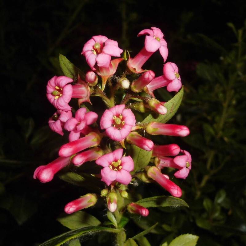 Escallonia macrantha Rubra à fleurs Rouge/ - feuillage Persistant - Pot de 3L - 20/40 cm - Image 2