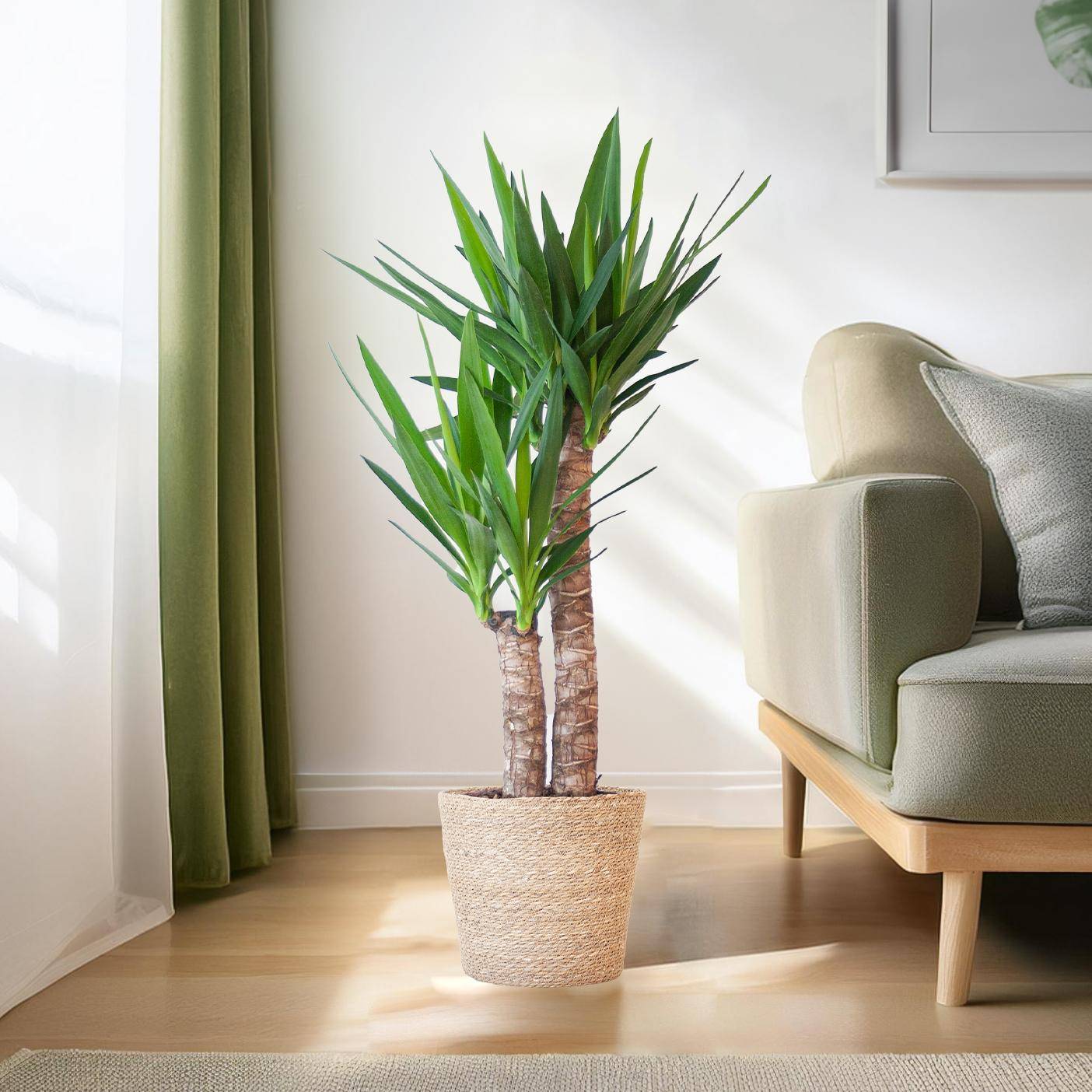 La Green Touch - Yucca Elephantipes et Son Pot Panier Marron Clair - H90cm - Image 3