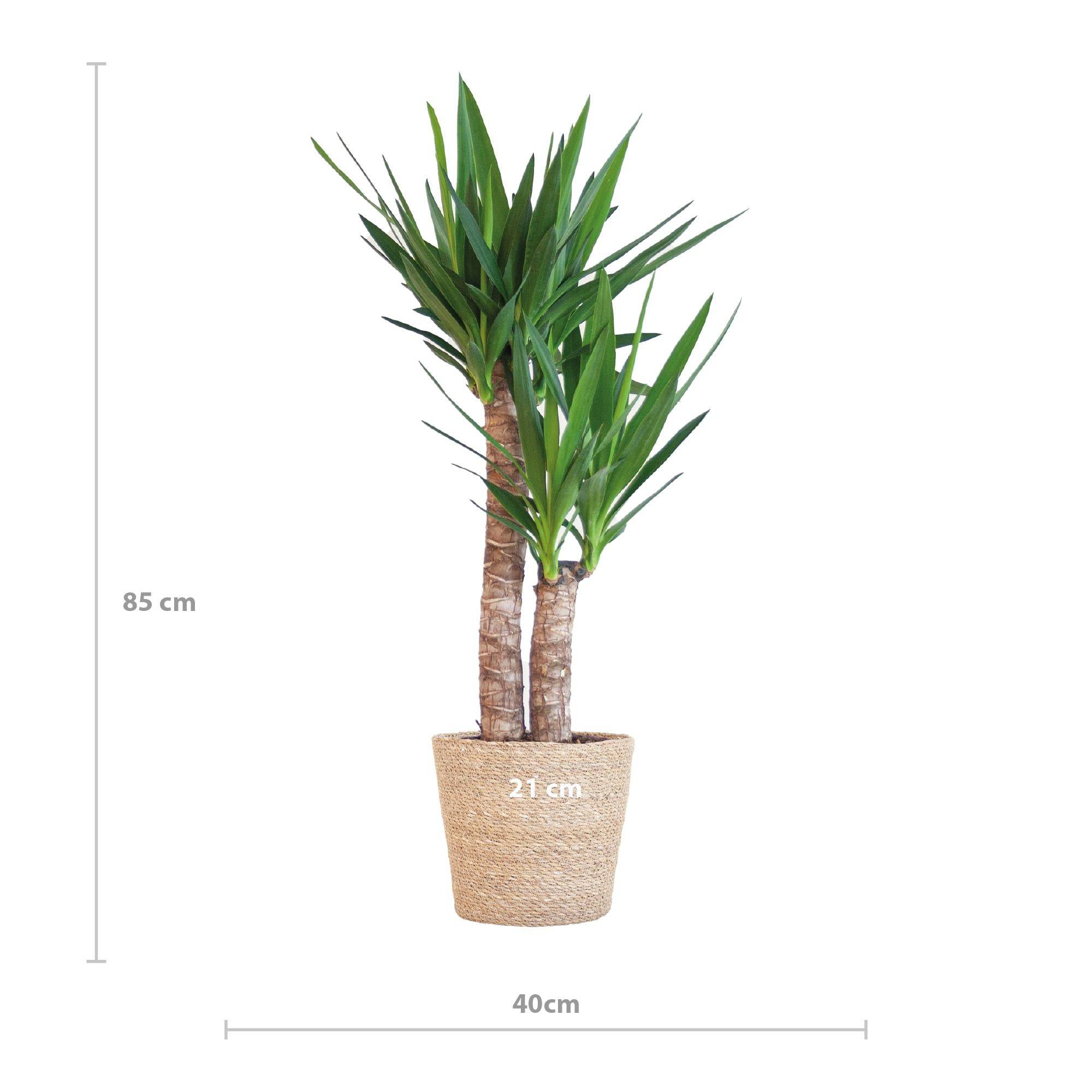 La Green Touch - Yucca Elephantipes et Son Pot Panier Marron Clair - H90cm - Image 5