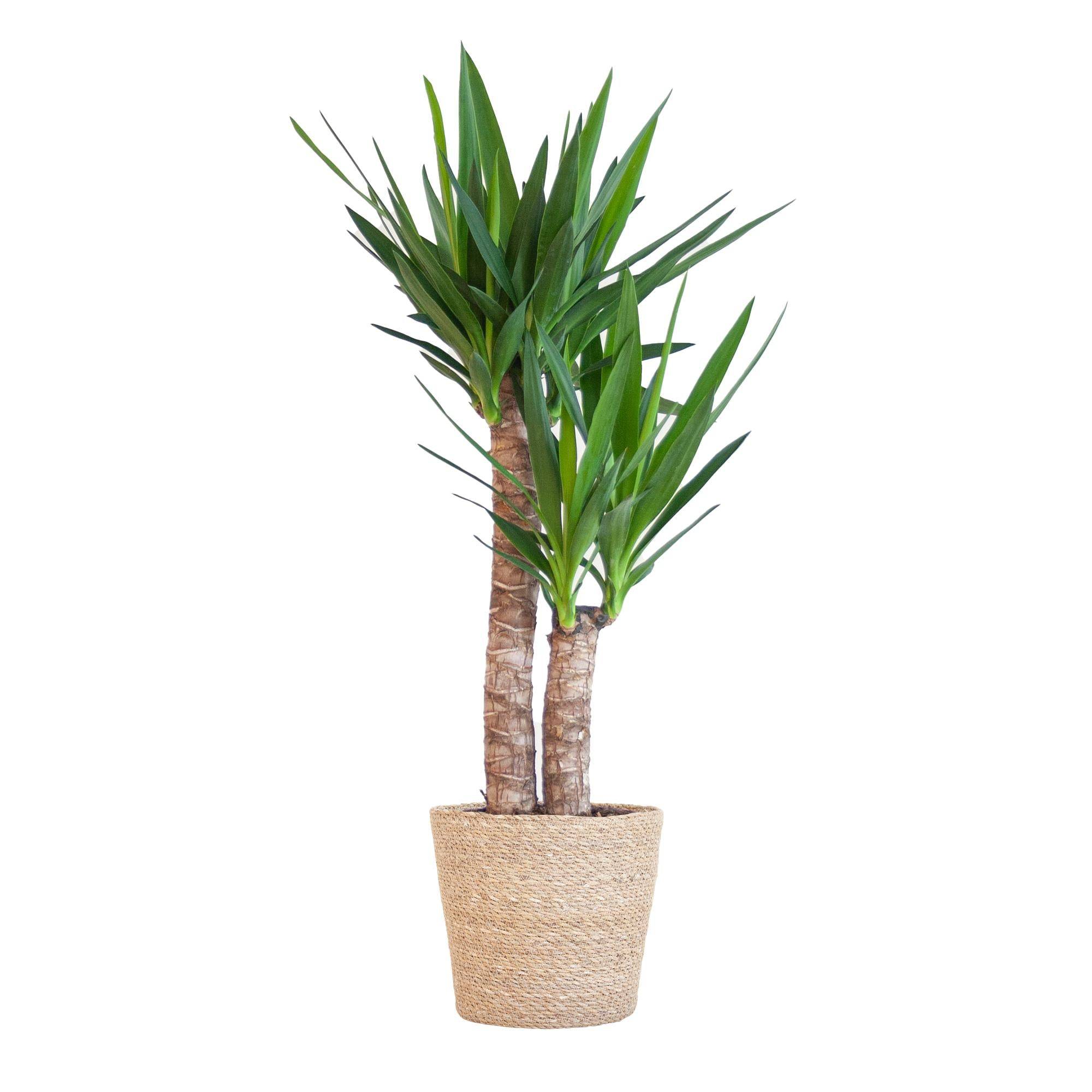 Yucca Elephantipes et Son Pot Panier Marron Clair - H90cm - Image 1