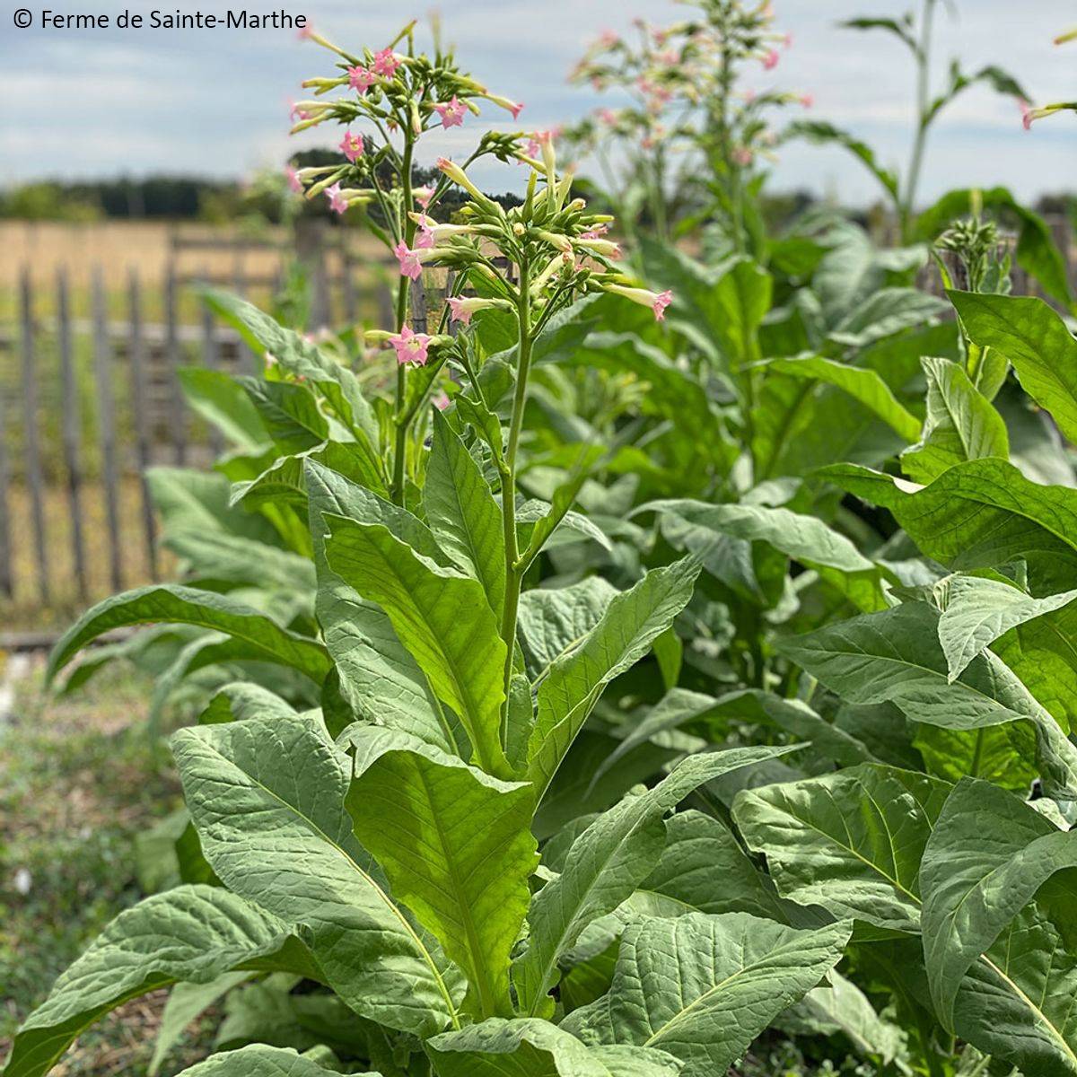 Promesse de Fleurs - Tabac Gold Leaf Orinoco Bio - Ferme de Sainte Marthe - Nicotiana tabacum le sachet de 1000 graines environ (0.0000g)