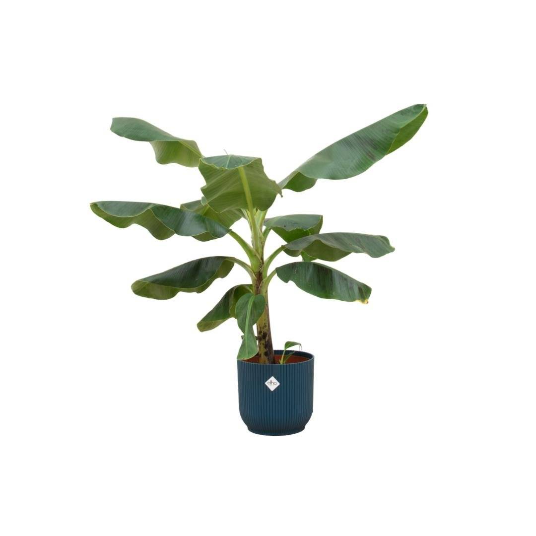 La Green Touch - Bananier Musa 100cm et son pot- La Green Touch Bleu 22cm - Hauteur 100cm