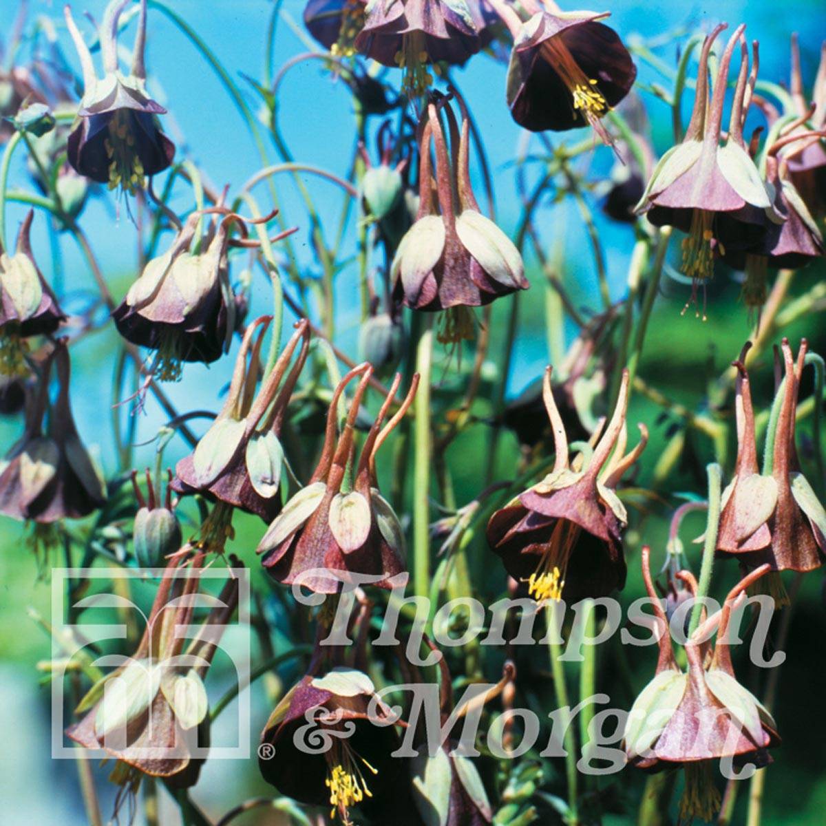 Graines d'Ancolie Chocolate Soldier - Aquilegia viridiflora le sachet de 20 graines environ