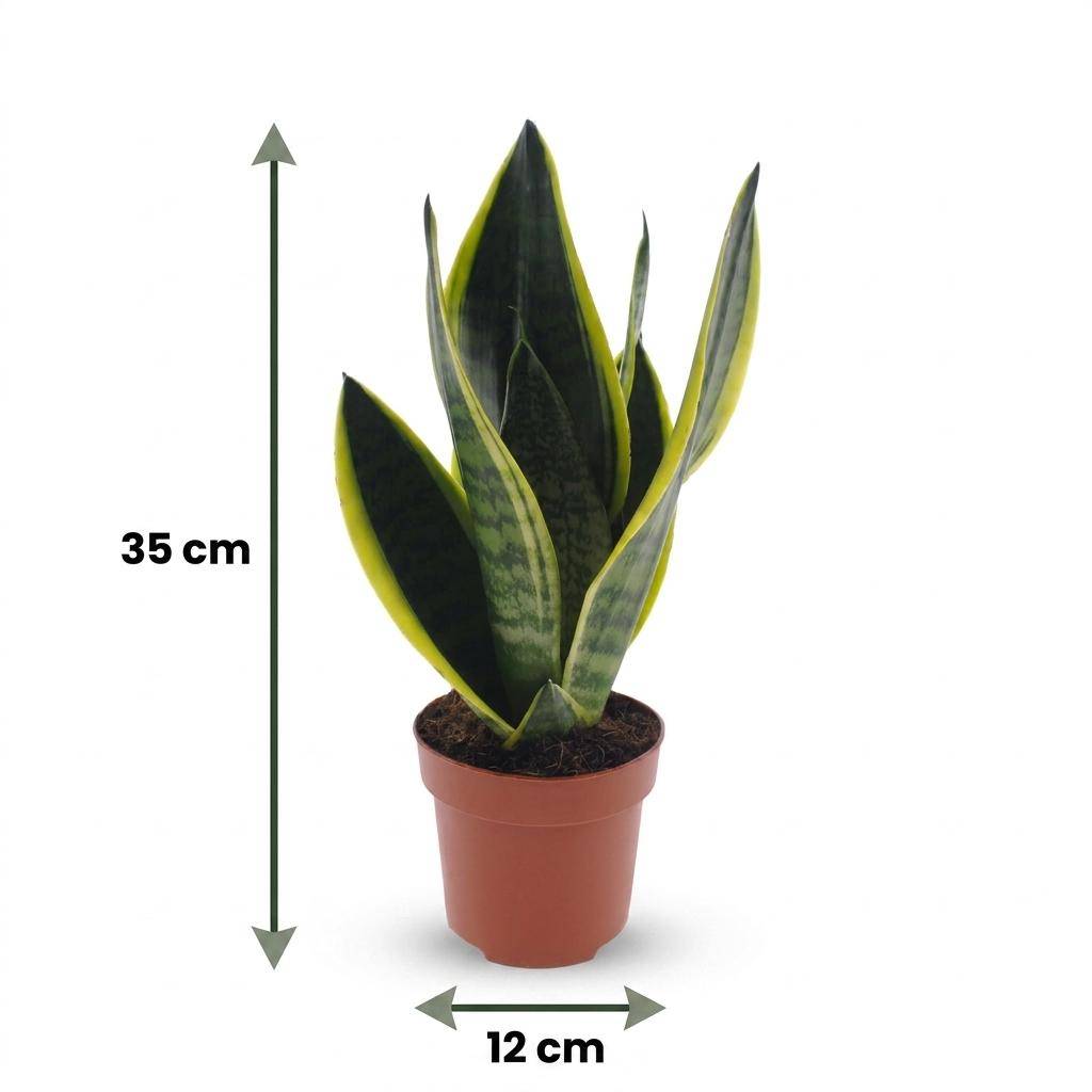 Sansevieria Futura Superba - Langue de belle-mère - Pot de 12cm - 4 plantes - Sans cache-pot - Plantes d'intérieur - Image 5