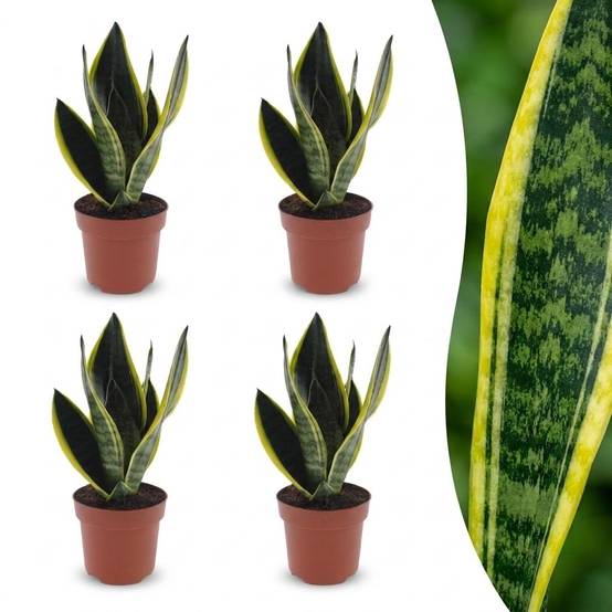 Sansevieria Futura Superba - Langue de belle-mère - Pot de 12cm - 4 plantes - Sans cache-pot - Plantes d'intérieur - Image 1