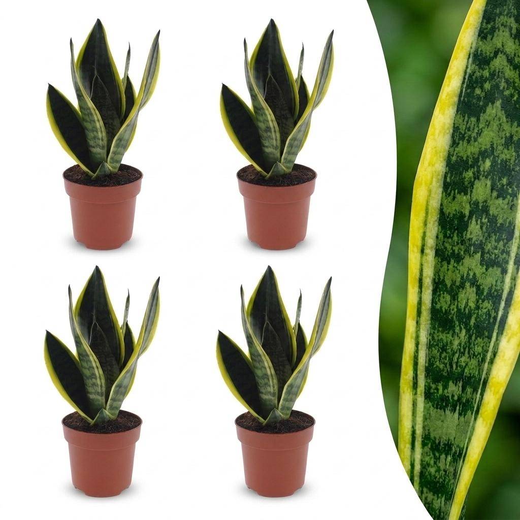 Sansevieria Futura Superba - Langue de belle-mère - Pot de 12cm - 4 plantes - Sans cache-pot - Plantes d'intérieur - Image 1