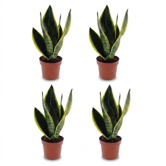 Sansevieria Futura Superba - Langue de belle-mère - Pot de 12cm - 4 plantes - Sans cache-pot - Plantes d'intérieur - Image 2