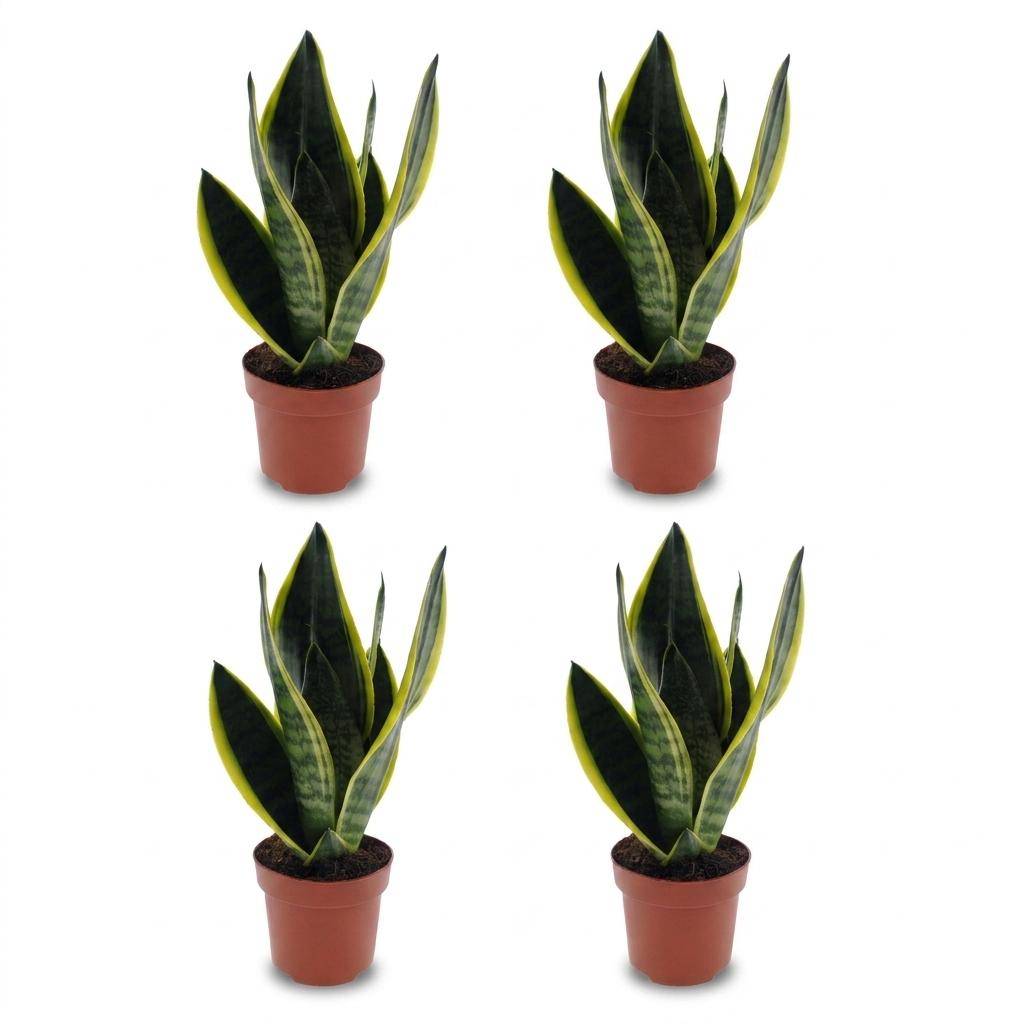 Sansevieria Futura Superba - Langue de belle-mère - Pot de 12cm - 4 plantes - Sans cache-pot - Plantes d'intérieur - Image 2