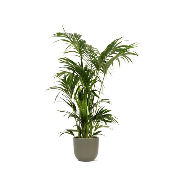 Kentia Palm et son pot- La Green Touch Olive - Hauteur 160cm