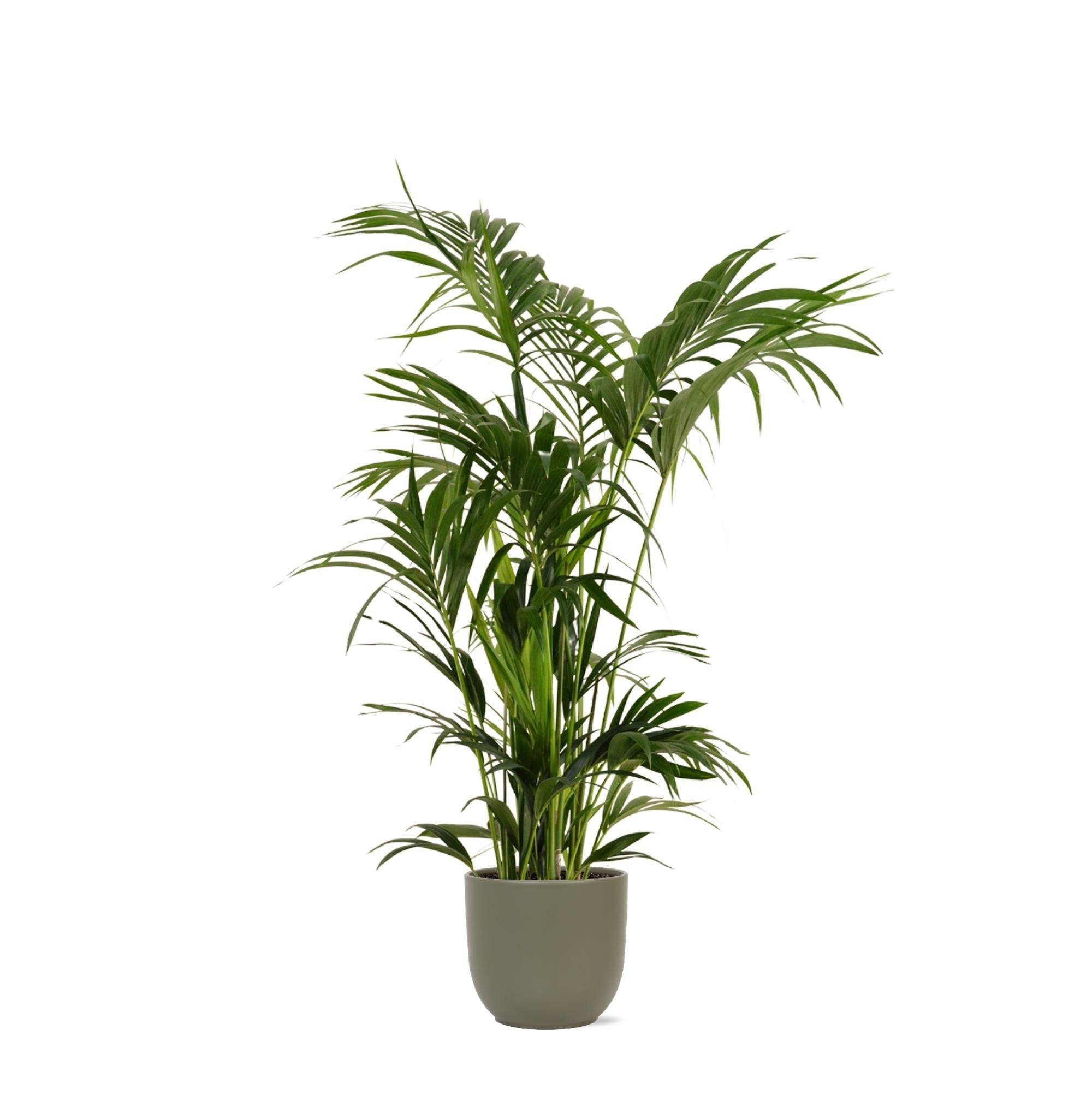 Kentia Palm et son pot- La Green Touch Olive - Hauteur 160cm