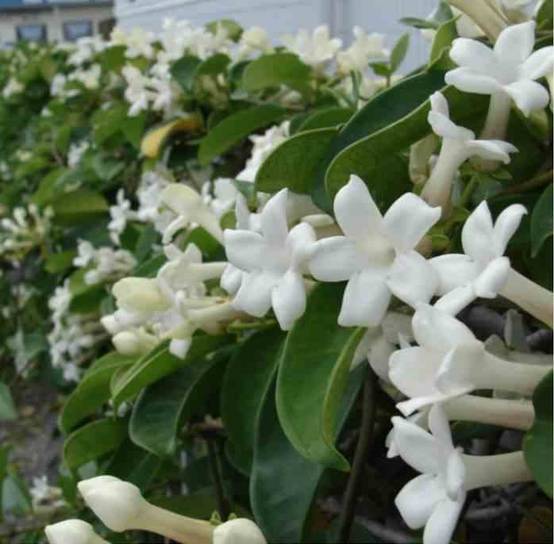 0 - Stephanotis floribunda (jasmin de Madagascar) Pot de 25L - 200-225cm - Image 1