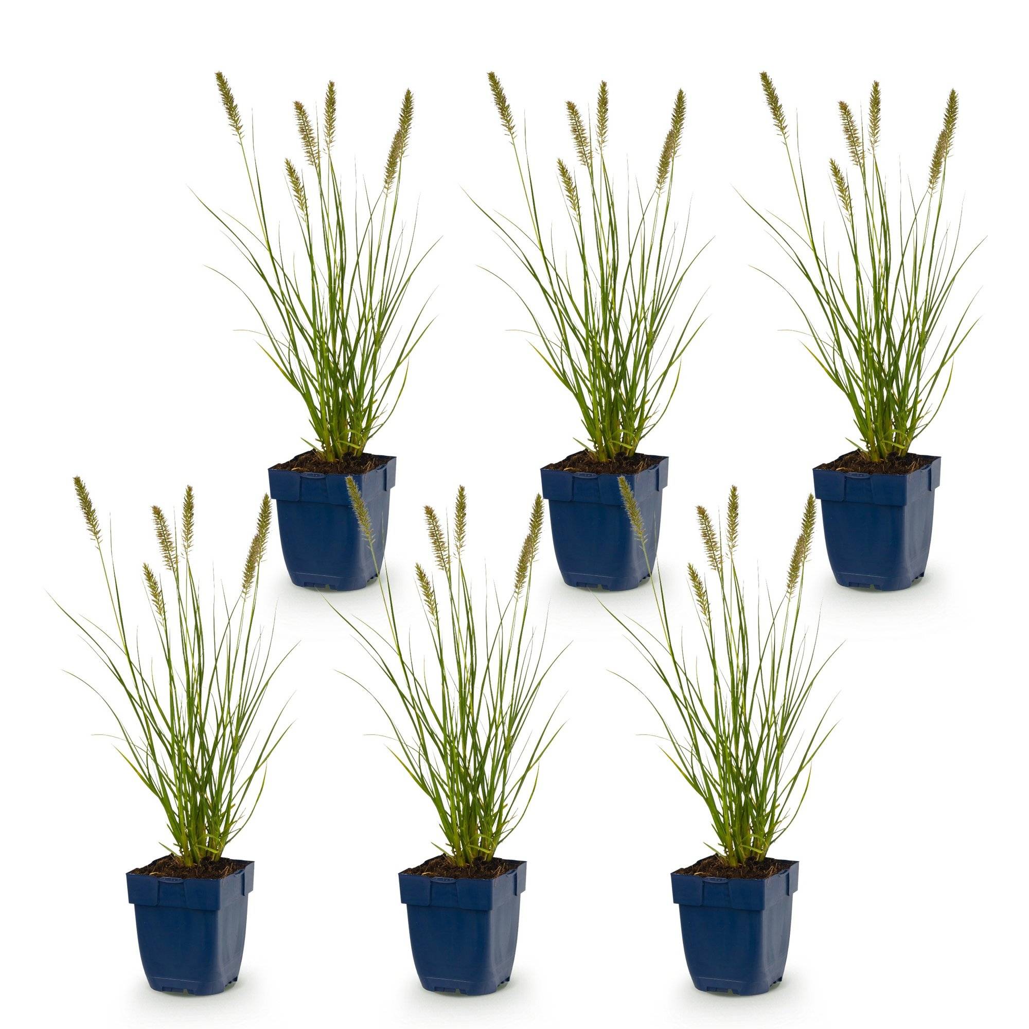 Herbe aux écouvillons 'Hameln' (Pennisetum alopecuroides) - graminée ornementale - Pot 11 cm - Hauteur 25 cm - 6 plants - Plantes d'intérieur - Image 2