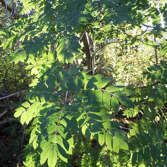 Sorbus aucuparia - Sorbier des oiseleurs Pot de 2L/3L - Image 1