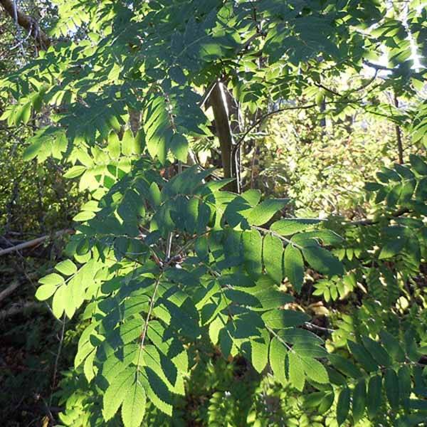 Sorbus aucuparia - Sorbier des oiseleurs Pot de 2L/3L - Image 1